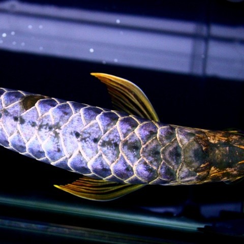 Boqueron Blue backed Arowana