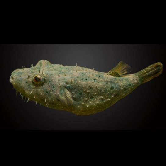 Boqueron Hairy dog head fish