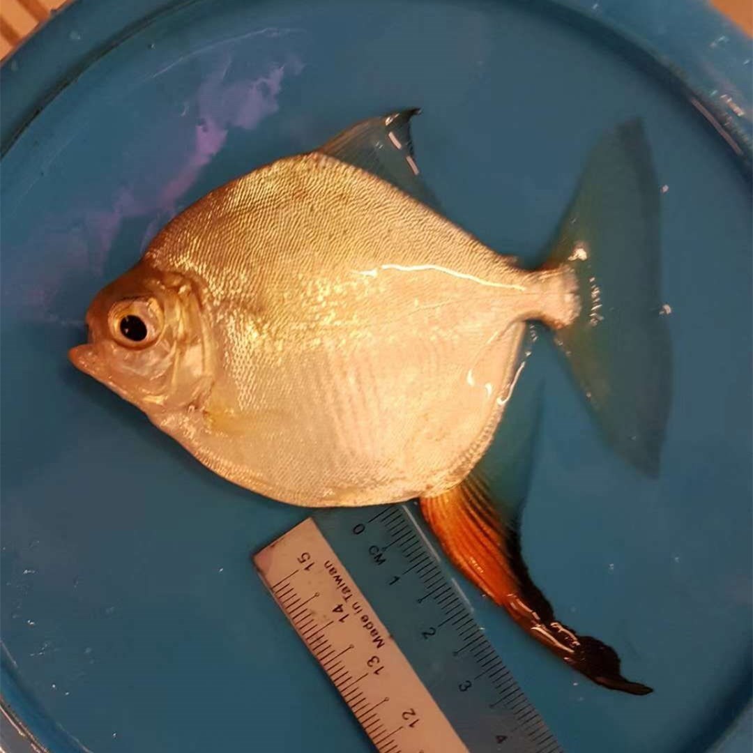 Boqueron Red Hook silver plate fish