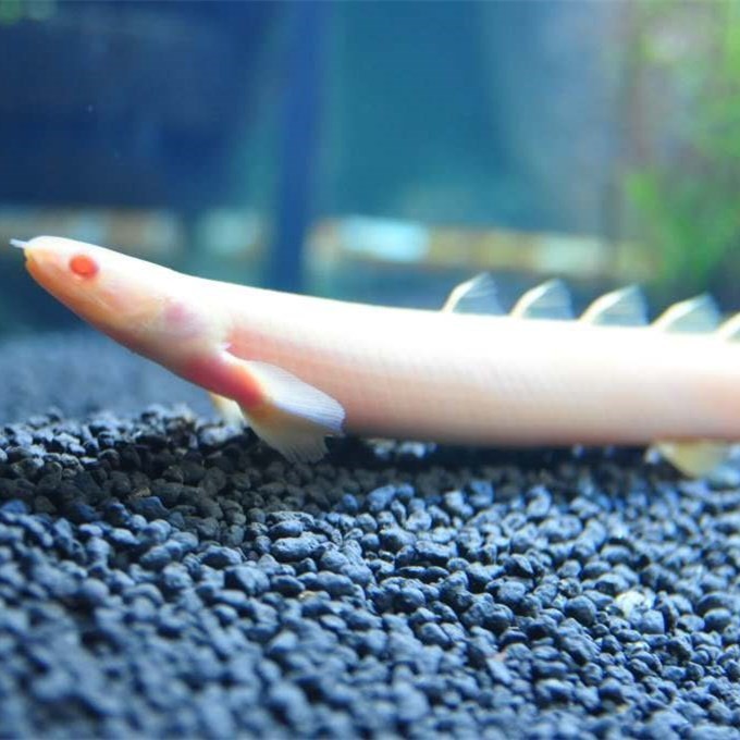 Boqueron Albino nine horned Arowana