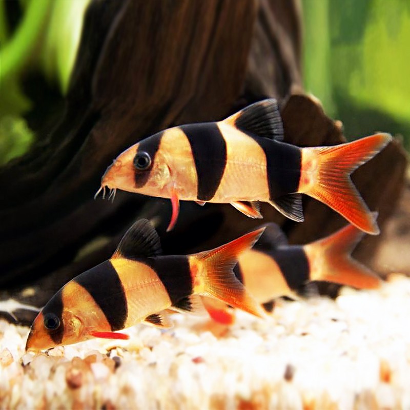 Boqueron Emperor Sanjian rat fish