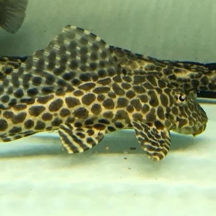 Boqueron Leopard fish