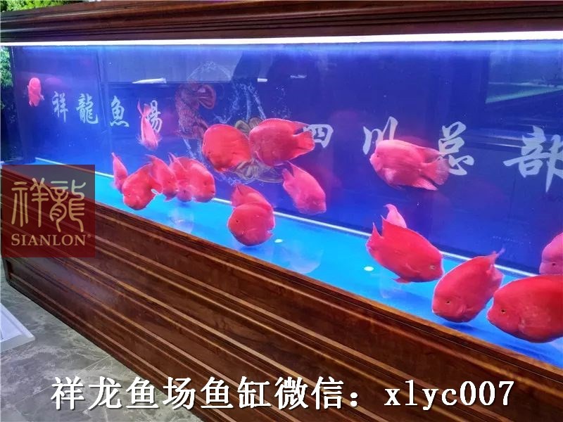 Boqueron Custom made aquarium in hotel exhibition hall