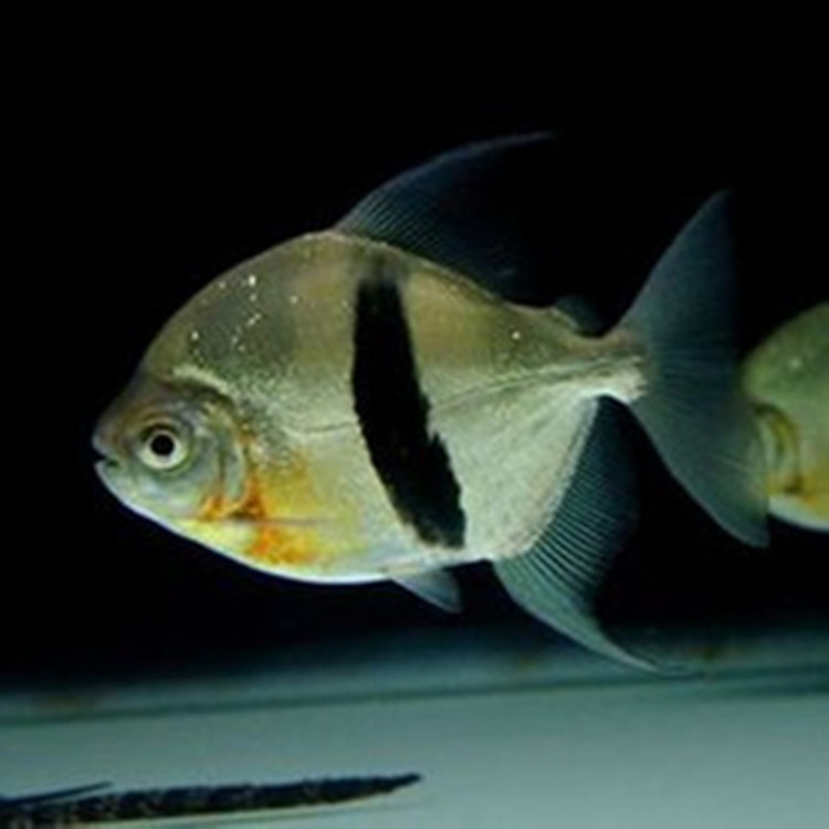 Boqueron Thick line silver plate fish