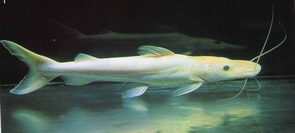 Boqueron Albino duck billed fish