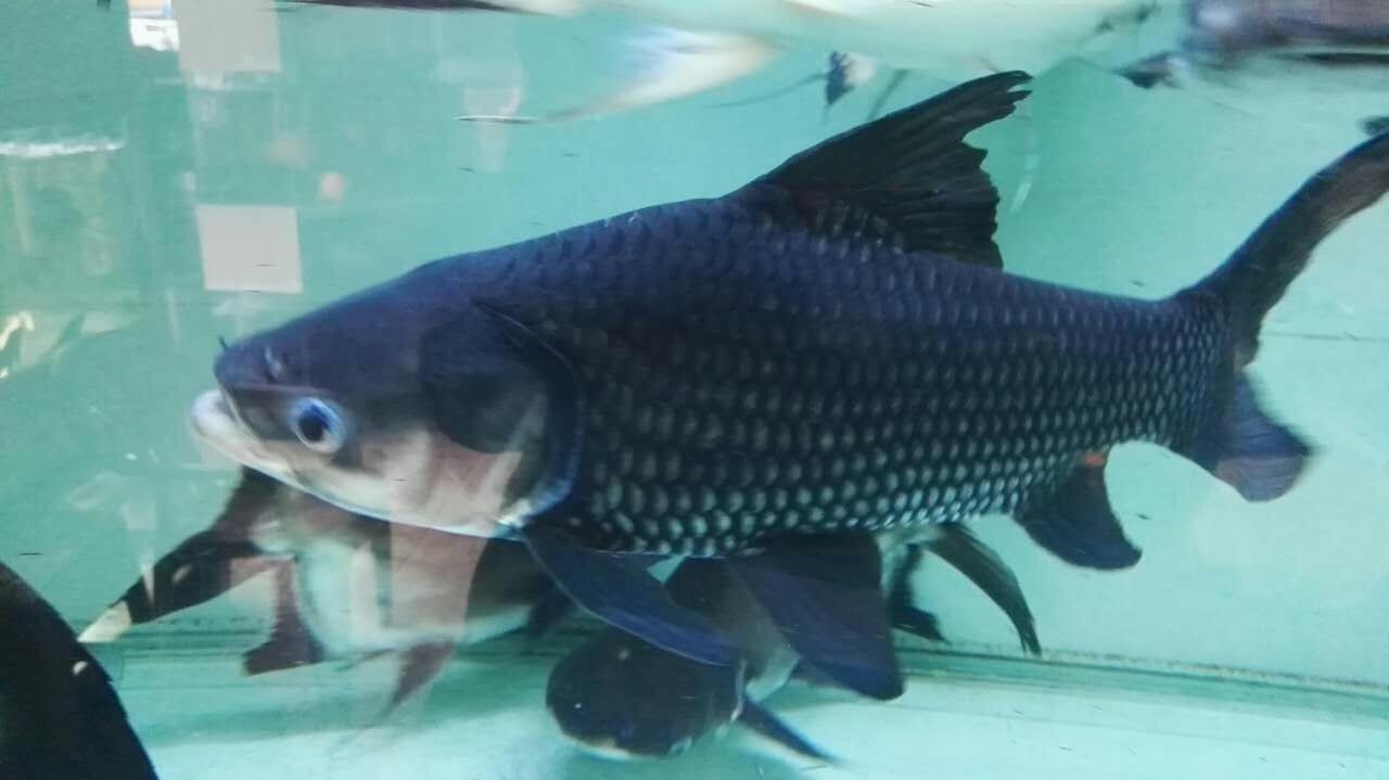 Boqueron Siamese giant carp