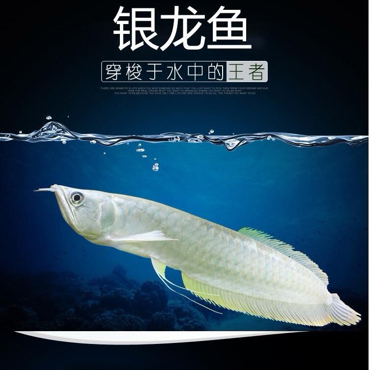 Boqueron Silver Arowana