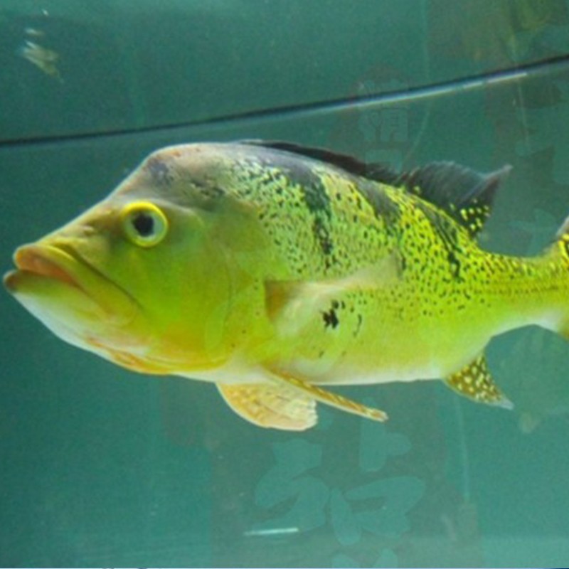 Boqueron Brazilian Asian fish