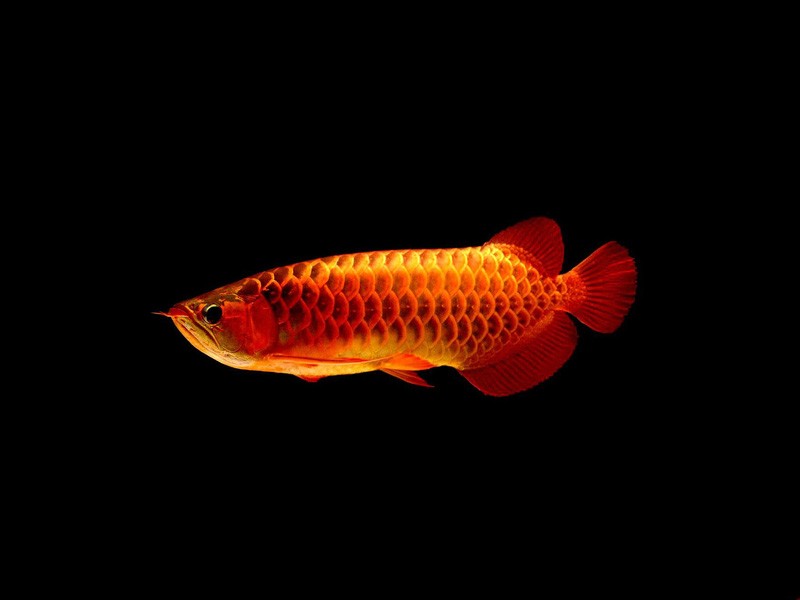 Boqueron Red arowana with blue background