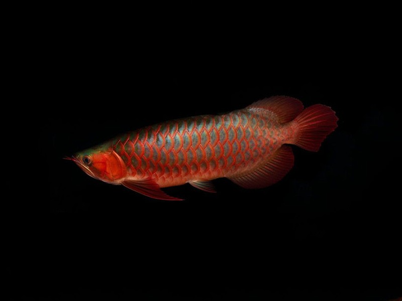 Boqueron Red arowana with green bottom