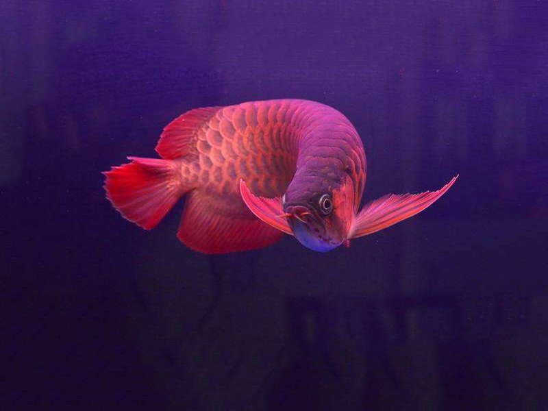 Boqueron Chili red arowana 2