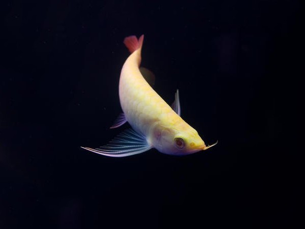 Boqueron Albino red Arowana