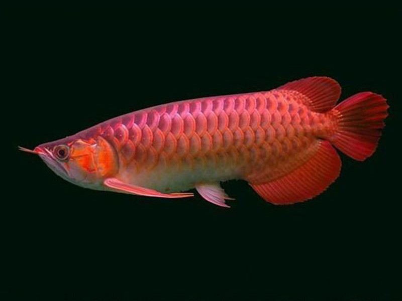 Boqueron Chili red Arowana