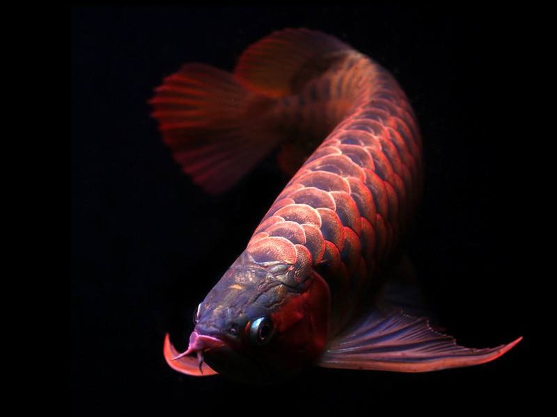 Boqueron Orange red Arowana