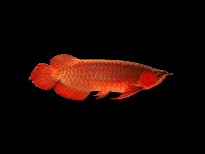 Boqueron Red bottom red Arowana