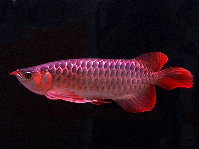 Boqueron Great Lake red Arowana